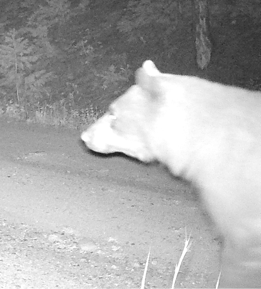 Large Bear on wildlife camera