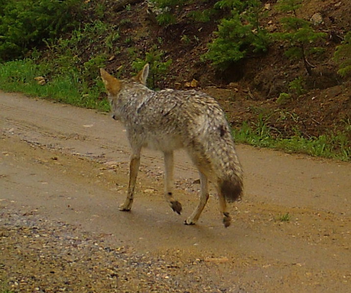 Coyote on wildlife camera