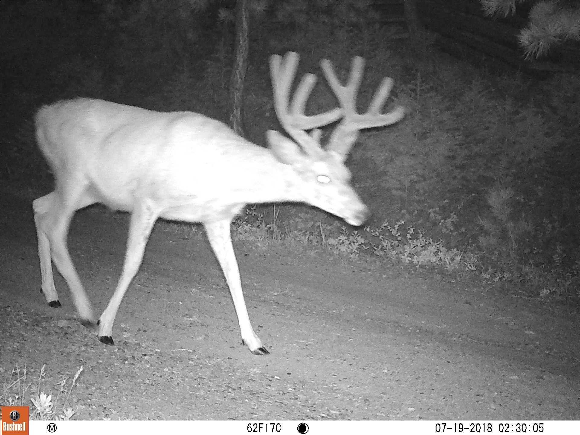 Deer in Velvet on wildlife camera