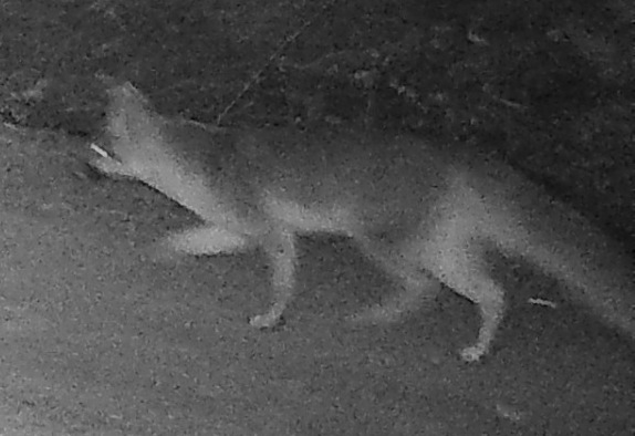 Gray Fox on wildlife camera
